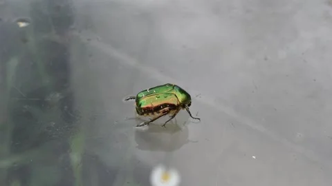 Closeup of a green rose chafer Stock Footage 152451285