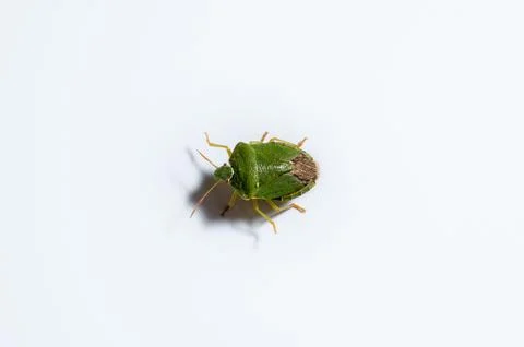 Closeup of a green shield bug isolated on a white background Stock Photos