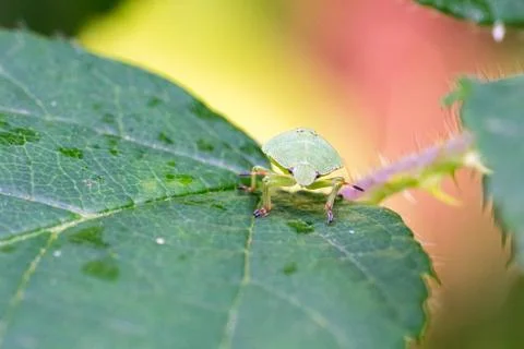 Closeup of a Green Shield Bug (Palomena prasina) nymph Stock Photos