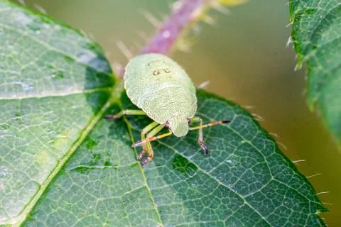 Closeup of a Green Shield Bug (Palomena prasina) nymph Stock Photos
