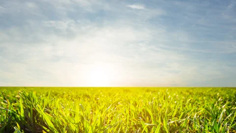 Closeup green sprouts in a field at the early morning time lapse scene Stock Footage 309742674