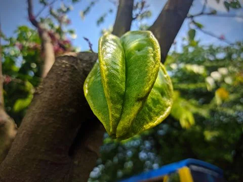 Closeup of green star fruit on the tree Stock Photos