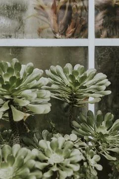 Closeup of green succulent 写真素材