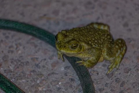 Closeup of a green toad sitting on the ground ready to jump Stock Photos
