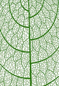 Closeup green tree leaf veins pattern, background Stock Illustration