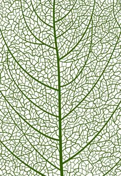 Closeup green tree leaf veins pattern, background Stock Illustration