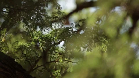 Closeup on green tree leaves 스톡 동영상 150871447