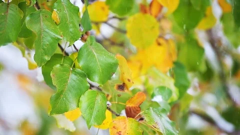 Closeup of green tree leaves winter autumn snow snowing in Virginia foliage Stock Footage 117630501