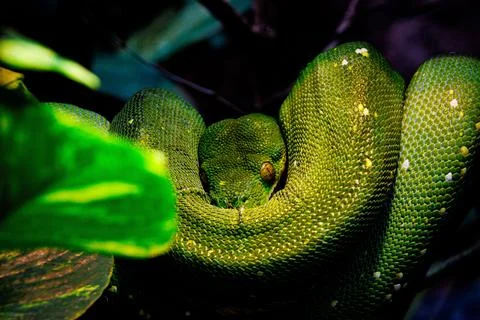 Closeup of a Green tree python in a forest Foto stock