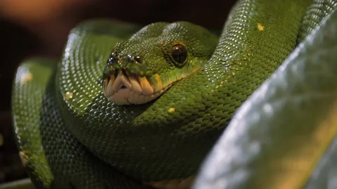 Closeup of a green tree python (Morelia viridis) Stockbeeldmateriaal 222040052