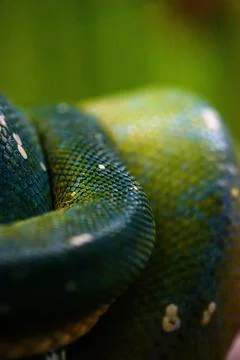 Closeup of green tree python (Morelia viridis) Foto stock
