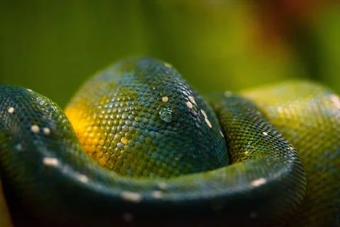 Closeup of green tree python (Morelia viridis) 写真素材