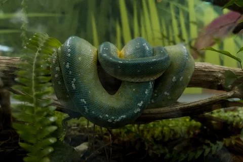 Closeup of a green tree python (Morelia viridis) wrapped around a tree branch 写真素材