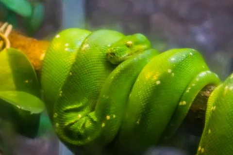 Closeup of a green tree python, popular tropical serpent specie from Asia and Foto stock
