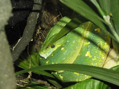 Closeup of green tree python resting in a tree among leaves Stockfoto's
