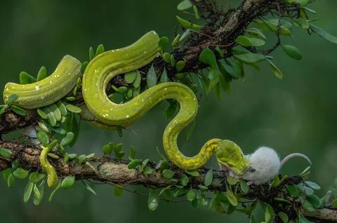 Closeup of a Green Tree Python on a tree near a white Mouse Photos