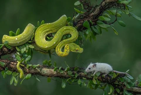 Closeup of a Green Tree Python on a tree near a white Mouse 写真素材