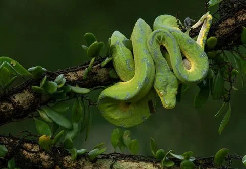 Closeup of a Green Tree Python on a tree 写真素材