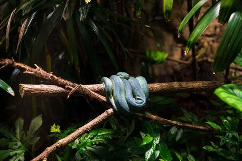 Closeup of a green tree python on a tree log in a zoo Foto stock