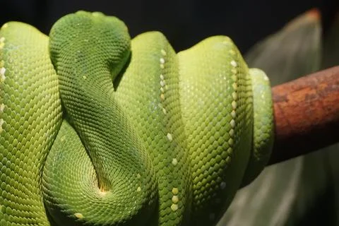 Closeup of a green tree python on a tree branch with dark background 스톡 사진