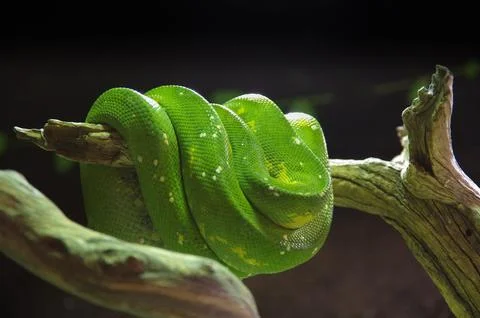 A closeup of a green tree python wrapped around a branch, Morelia Viridis 스톡 사진