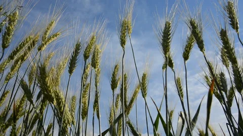 Closeup of green wheat ears blowing in the wind against blue sky with clouds Stock Footage 136594170