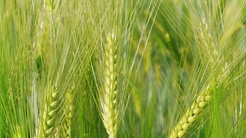 Closeup of green wheat kernels before harvesting, windy day Stock Footage 125928172