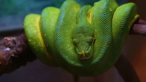 Closeup of green wood python laying on branch in terrarium. Stock Footage 75417560