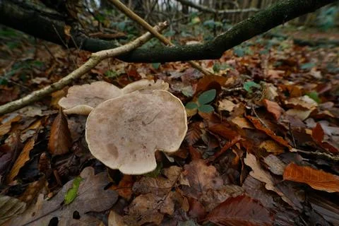 Closeup on the grey colored Clouded Agaric or Funnel mushroom, Clitocybe Foto stock