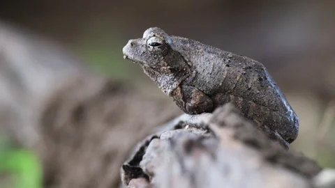 Closeup Of Grey Foam-nest Tree Frog Sitting On Wood In The Forest. side Stock Footage 263899705
