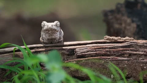Closeup Of A Grey Foam-nest Tree Frog Breathing - Buccal Pumping. Stock Footage 265127965
