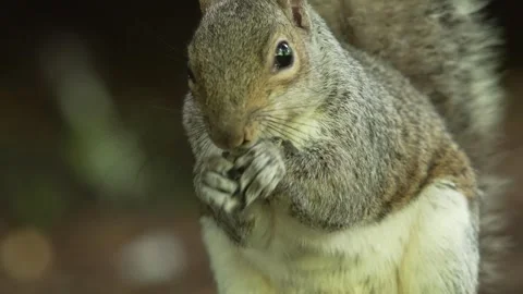 Closeup grey squirrel eating a nut in forest 스톡 동영상 280010569