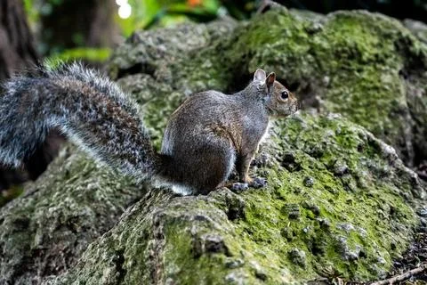 Closeup of a grey squirrel on green moss in city of San Francisco Stock Photos