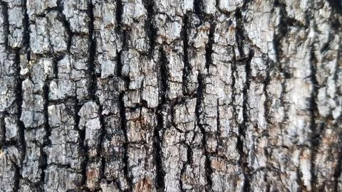 Closeup of grey tree bark 스톡 사진