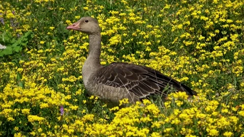 CloseUp of a Greylag Goose Video stock 218437296