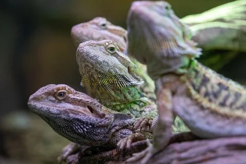 Closeup of a group of bearded dragons on a tree branch. Stock Photos