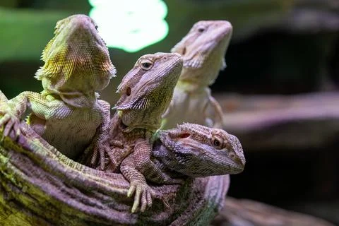 Closeup of a group of bearded dragons on a tree branch front view. Stock Photos
