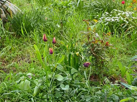 Closeup of the group of beautiful tulips bloom in spring in a garden. Stock Photos