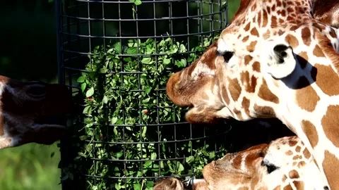 Closeup group of giraffes eating leafs and grass at Blijdorp zoo during summer Stock Footage