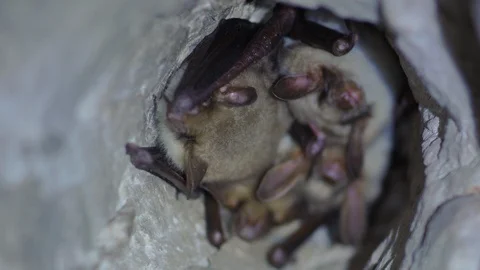 Closeup group of Greater mouse-eared bats Myotis myotis moving after hibernating Stock Footage 126864815