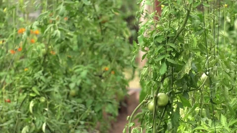 Closeup group of green tomatoes growing in greenhouse. Video stock 101776812