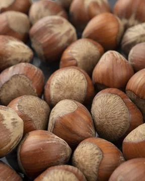 Closeup of a group of hazelnuts in narrow focus Stock Photos