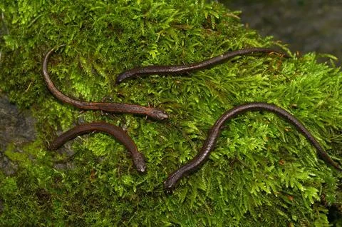 Closeup on a group of Hell Hollow Slender Salamanders, Batrachoseps diabolicus Stock Photos
