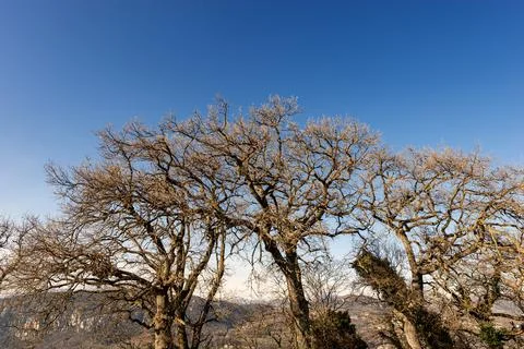 Closeup of a group of Leafless Oak Trees in Winter on Clear Blue Sky Stock Photos