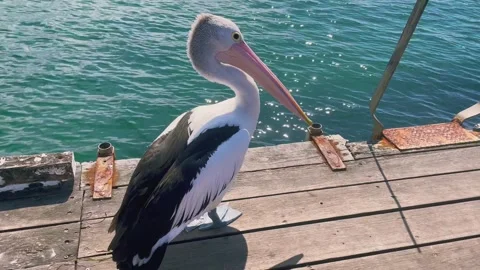 Closeup on a group of Pelicans at Crookhaven Heads Boat Ramp in Australia Stock Footage 249041153