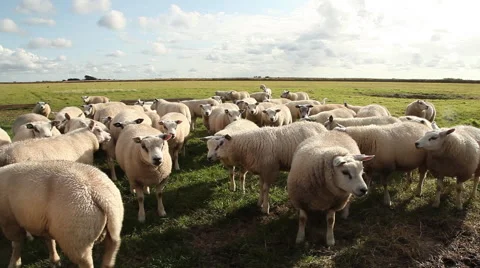 Closeup group of sheep Stock Footage 44398640