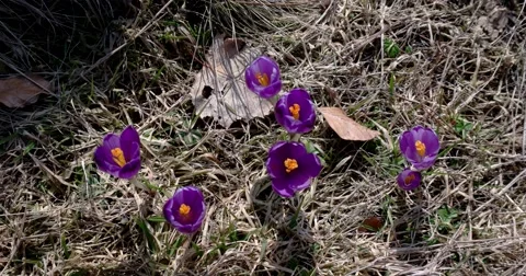 Closeup of a Group of Violet Blossoms of Crocus From Above Stock Footage 61743661