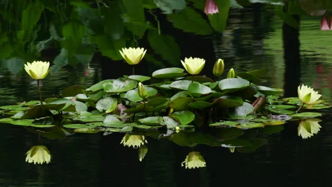 Closeup of a group of white water lily flowers Stock Footage 337511748