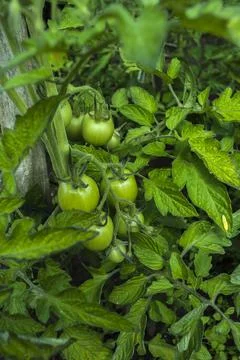 Closeup group of young green tomatoes growing in greenhouse. Green tomatoes p Stock Photos