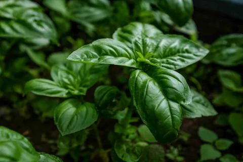 Closeup of growing basil Stock Photos